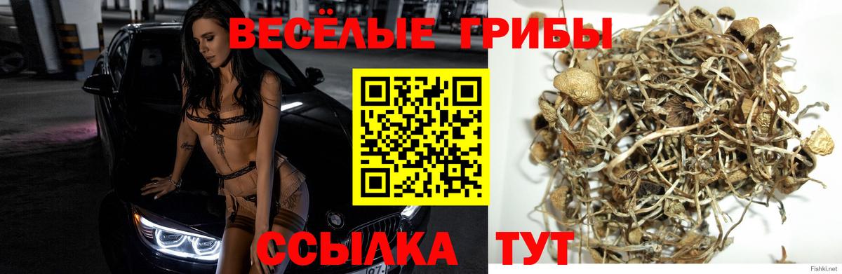 Псилоцибиновые грибы прущие грибы Нижний Тагил